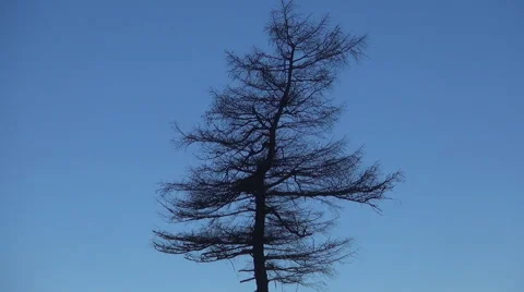Landscape with a tree without leaves, in winter season, with blue sky background Video stock 46026647