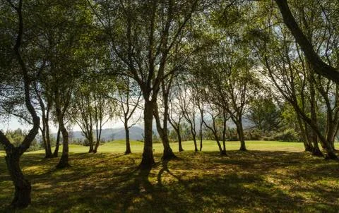 Landscape with trees against the light with soft hills. Stock Photos