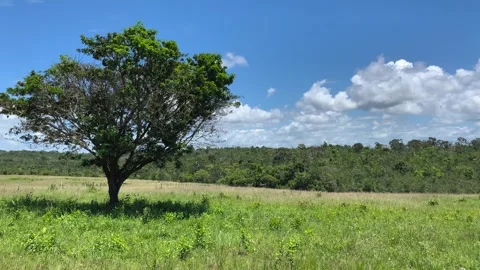 Landscape with trees and Atlantic forest in the background with blue sky Stock Footage 270483405