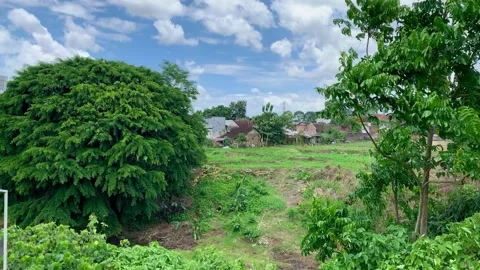 Landscape with trees and clouds Stock Footage 233556836