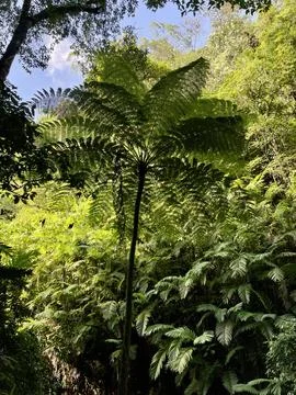 Landscape with trees and clouds Stock Photos