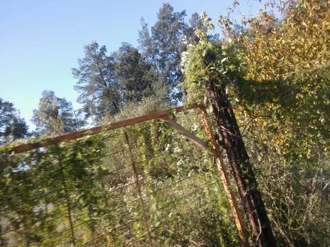 Landscape with trees and different elements 写真素材