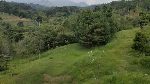 Landscape with trees and grass Stock Footage 150213378