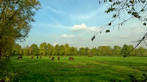 Landscape with trees and horses Stock Footage 220313236