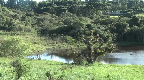 Landscape with trees and lake Vídeos de archivo 36785973