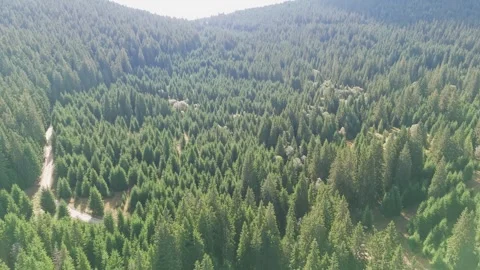 Landscape with trees and mountains Stock Footage 302885199