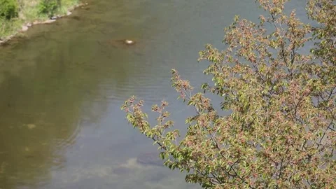 Landscape of trees and rivers Video stock 310919554