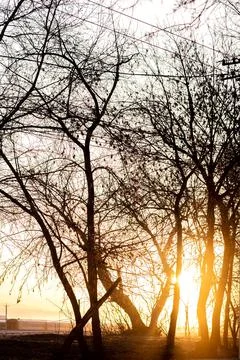 Landscape with trees and the setting sun. Stock Photos