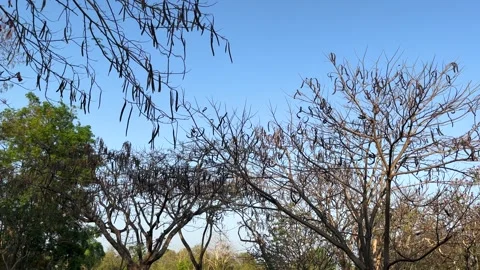 Landscape Trees On Blue Sky Stock Footage 273292457