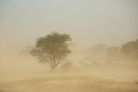 Landscape with trees during a sand storm in the Kalahari desert, South Africa Stock Photos