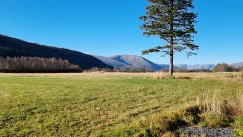 Landscape with trees Stock Footage 232595332