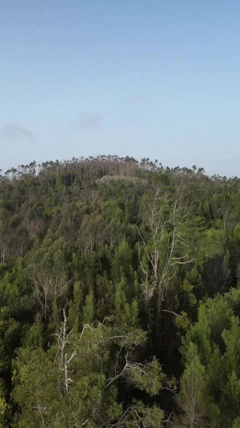 Landscape with trees Stock Footage 299131858