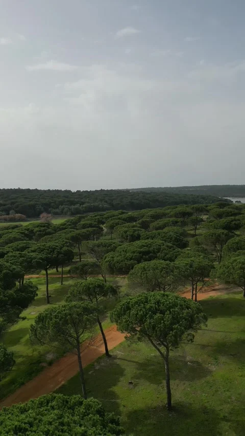 Landscape with trees Stock Footage 299135306