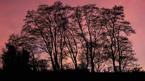 Landscape of Trees with Forest Branches and Foliage in Woods Stock Footage 238870807