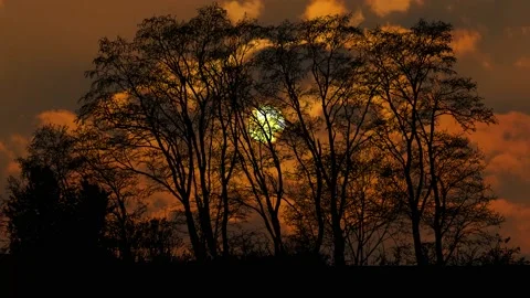 Landscape of Trees with Forest Branches and Foliage in Woods 스톡 동영상 239879626