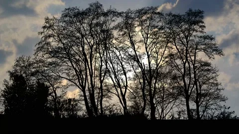 Landscape of Trees with Forest Branches and Foliage in Woods Stock-Footage 239892244