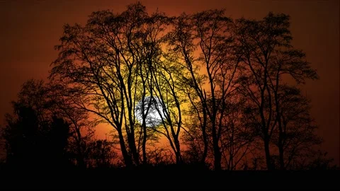 Landscape of Trees with Forest Branches and Foliage in Woods Stock-Footage 239907252