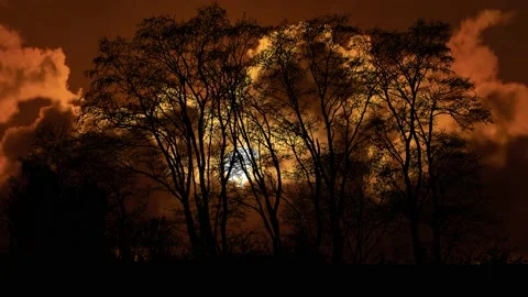 Landscape of Trees with Forest Branches and Foliage in Woods Stock Footage 239909180