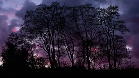 Landscape of Trees with Forest Branches and Foliage in Woods Video stock 239963062