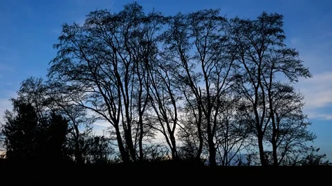 Landscape of Trees with Forest Branches and Foliage in Woods Stock Footage 240030241