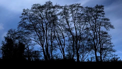 Landscape of Trees with Forest Branches and Foliage in Woods Stock Footage 240113898