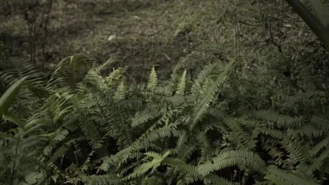 Landscape of trees in the forest 스톡 동영상 159063458