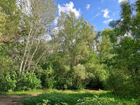Landscape trees in the forest Stock Photos