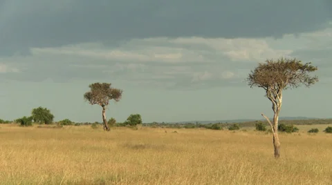 Landscape Trees Masai Mara Stock Footage 33699552