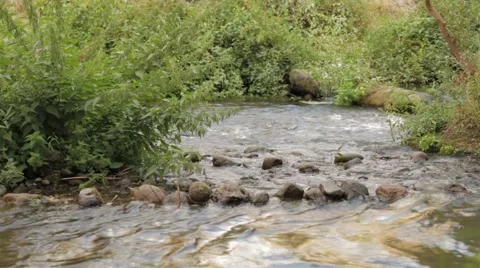 Landscape, Trees Next To The River Vidéo 41578505
