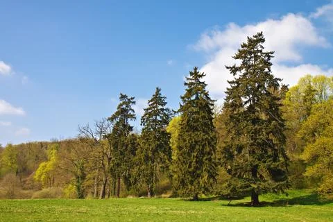 Landscape with trees Stock Photos
