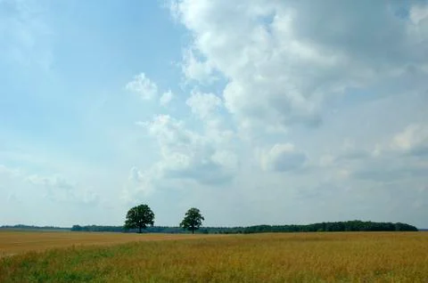 Landscape with trees Stock Photos