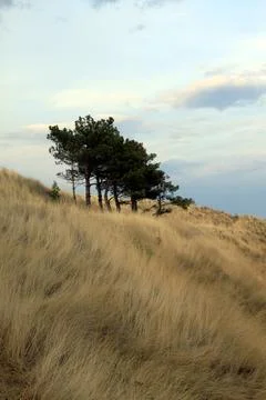 Landscape with trees Foto stock
