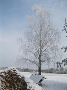 Landscape with trees Stock Photos
