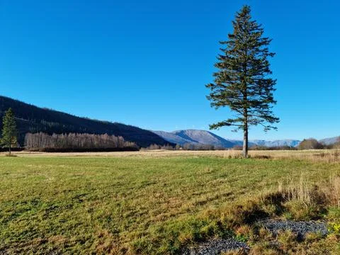 Landscape with trees	 Foto stock