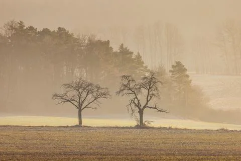 Landscape with trees at sunset. Stock Photos