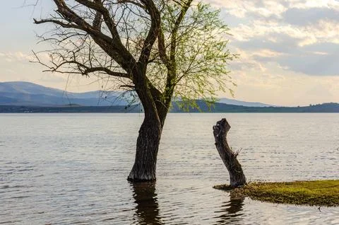 Landscape trees in water Foto stock