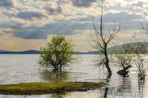 Landscape trees in water Stock Photos