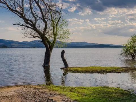 Landscape trees in water Stock-Fotos