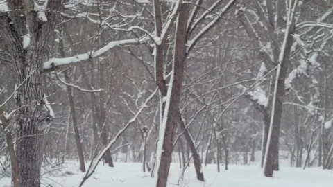 Landscape of trees in winter forest during snowfall Stock-Footage 231774637