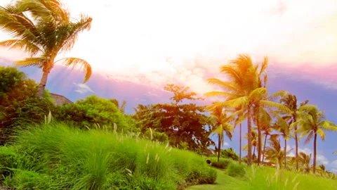 Landscape. Tropical plants on a sunset background. Stock Footage 132790763