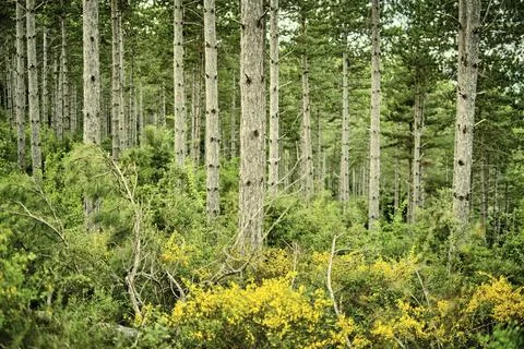 Landscape of trunks in a pine forest Stock Photos