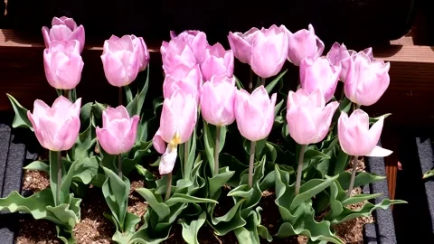A landscape of tulips in various colors Stock Footage 335213824