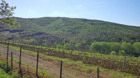 Landscape of Tuscany: Fields, meadows and Vineyards on sunny day. Video stock 76011459