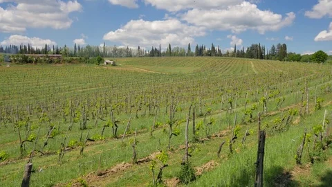Landscape of Tuscany: Fields, meadows and Vineyards on sunny day. Vídeos de archivo 76067116