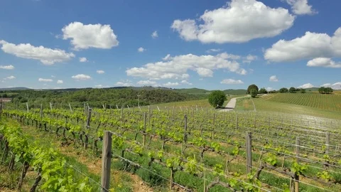 Landscape of Tuscany: Fields, meadows and Vineyards on sunny day. 動画素材 76071515