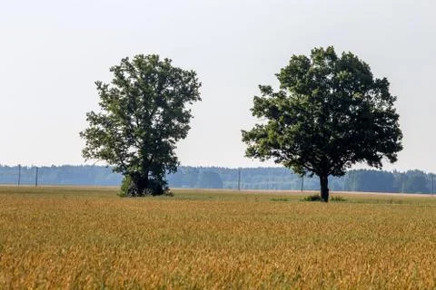 Landscape with two trees in cereal field. Stock Photos