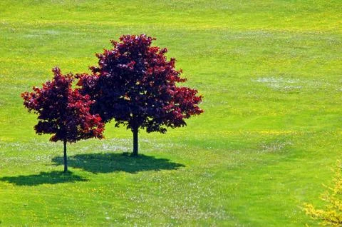 Landscape - two trees on the field with small flowers Stock Photos