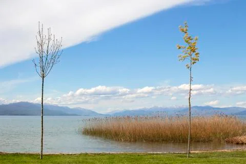 Landscape with two trees. Stock Photos
