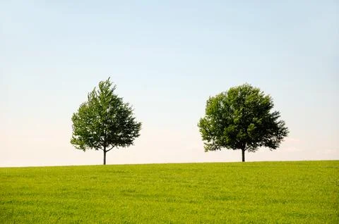 Landscape with two trees Stock Photos