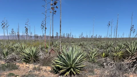Landscape typical of southern Spain. Stock Footage 149409859